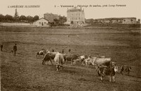 Pâturage de Vache, prés Long-Vernoux
