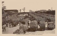 Le Marché aux Choux-fleurs