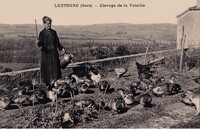 Lectoure - Elevage de la Volaille