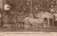 Goyave - Charrette à Bœufs se Rendant dans les Bois