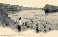Cueillette d'Algues dans la Seine