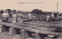 Séchage des Sardines à L'Usine