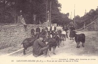 Vente de Lait dans la rue de la Ville