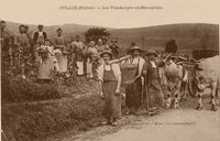 Les Vendanges en Beaujolais